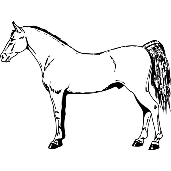 HORSE026 Thumbnail